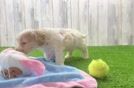 Fluffy Cockapoo Poodle Mix Pup