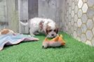 Best Cavapoo Baby