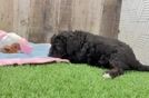 Mini Bernedoodle Pup Being Cute