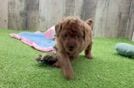 Meet Daxter - our Poodle Puppy Video