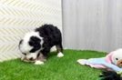 Mini Bernedoodle Puppy for Adoption