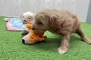 Meet Connie - our Mini Goldendoodle Puppy Video