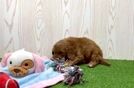 Meet Waffles - our Mini Goldendoodle Puppy Video