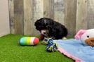 Funny Cavapoo Poodle Mix Pup