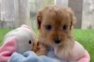 Cavapoo Pup Being Cute