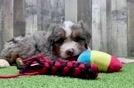 Mini Bernedoodle Puppy for Adoption