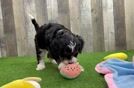 Meet Jasmin - our Mini Bernedoodle Puppy Video