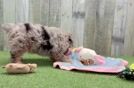 Fluffy Mini Aussiedoodle Poodle Mix Pup