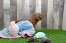 Cavapoo Puppy for Adoption