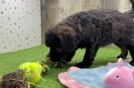 Meet Prosecco - our Mini Goldendoodle Puppy Video