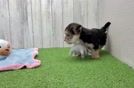 Playful Maltese Yorkie Mix Designer Puppy