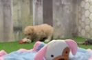 Poochon Puppy for Adoption