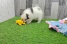 Meet Whoopi - our Pomeranian Puppy Video