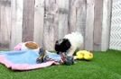 Meet Risotto - our Poodle Puppy Video