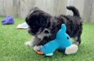 Cute Maltipoo Baby