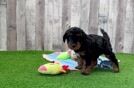 Energetic Cavoodle Poodle Mix Puppy
