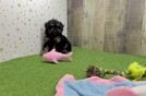 Poodle Puppy for Adoption