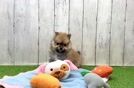 Sweet Pom Pom Purebred Puppy