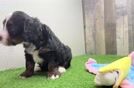 Playful Mini Bernese Poodle Poodle Mix Puppy