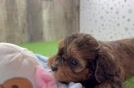 Happy Cavapoo Baby