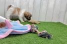 Meet Bruno - our Teddy Bear Puppy Video