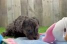 Meet Grace - our Yorkie Poo Puppy Video  - Florida Fur Babies Small Yorkie Poo Baby