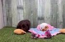 Funny Mini Aussiedoodle Poodle Mix Pup