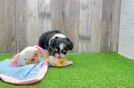 Playful Mini Aussiepoodle Poodle Mix Puppy