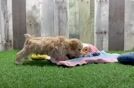 Maltipoo Pup Being Cute