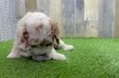 Cavapoo Pup Being Cute