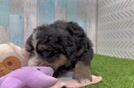 Mini Bernedoodle Pup Being Cute