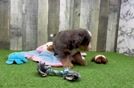 Best Mini Bernedoodle Baby