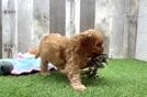 Meet Fay - our Cavapoo Puppy Video