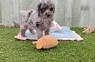 Mini Aussiedoodle Puppy for Adoption