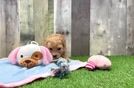 Meet Francine - our Maltipoo Puppy Video