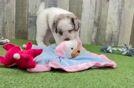 Petite Mini Labradoodle Poodle Mix Pup
