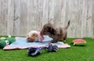 Dachshund Puppy for Adoption