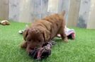 Meet Yoshi - our Cavapoo Puppy Video