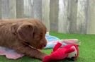 Energetic Golden Doodle Poodle Mix Puppy