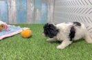 Playful Cavapoodle Poodle Mix Puppy