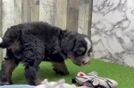 Energetic Mini Bernesedoodle Poodle Mix Puppy