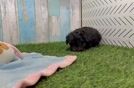 Funny Cavapoo Poodle Mix Pup