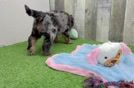 Funny Mini Goldendoodle Poodle Mix Pup