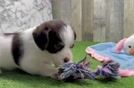 Meet Dell - our Mini Labradoodle Puppy Video