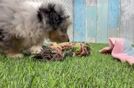 Mini Aussiedoodle Pup Being Cute