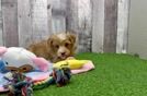 Funny Havapoo Poodle Mix Pup