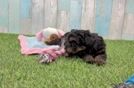 Popular Havapoo Poodle Mix Pup