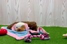 Poodle Pup Being Cute