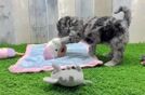 Best Cockapoo Baby
