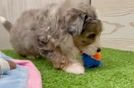 Petite Mini Aussiedoodle Poodle Mix Pup